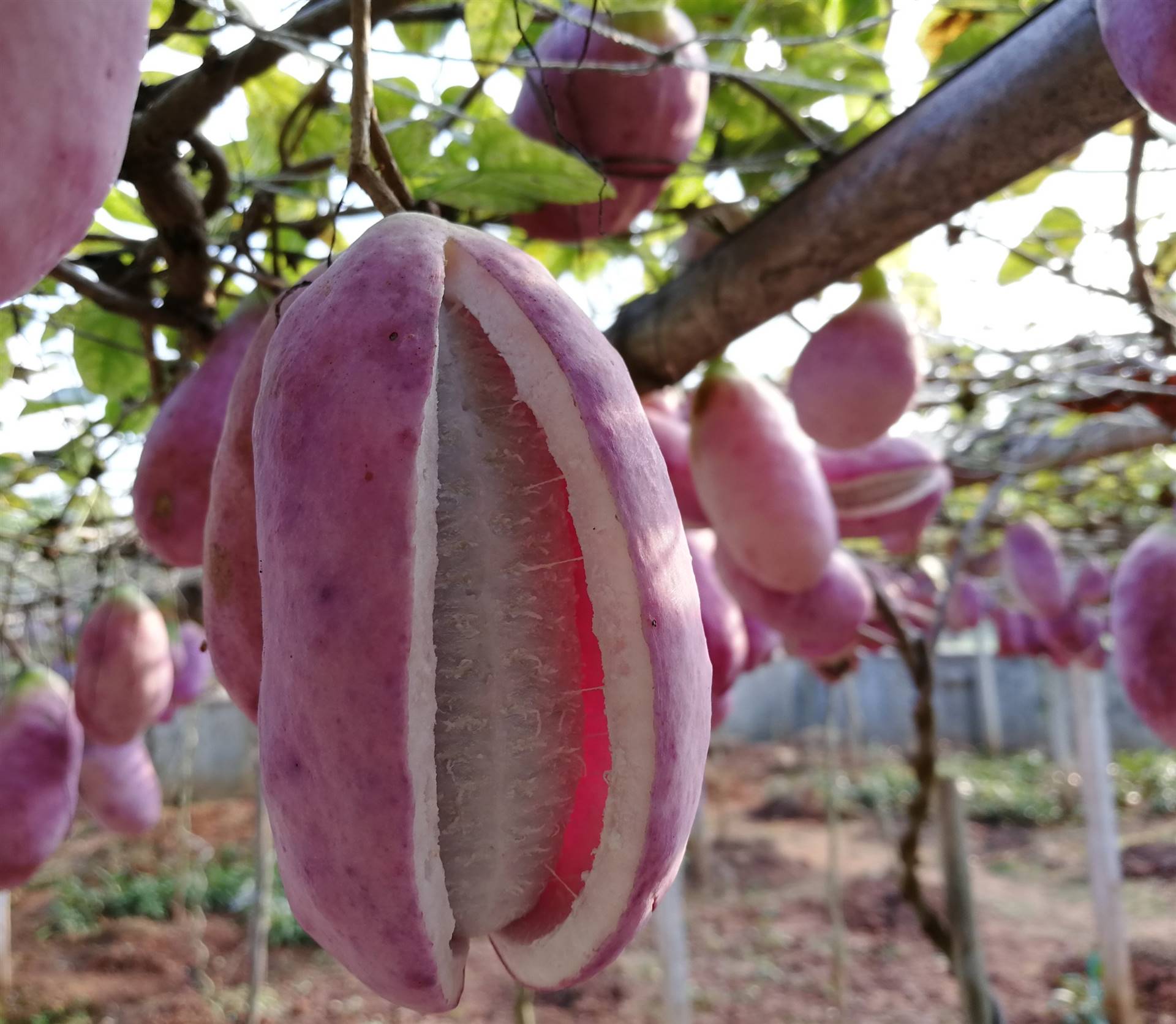 高产量致富果苗八月炸 土香蕉