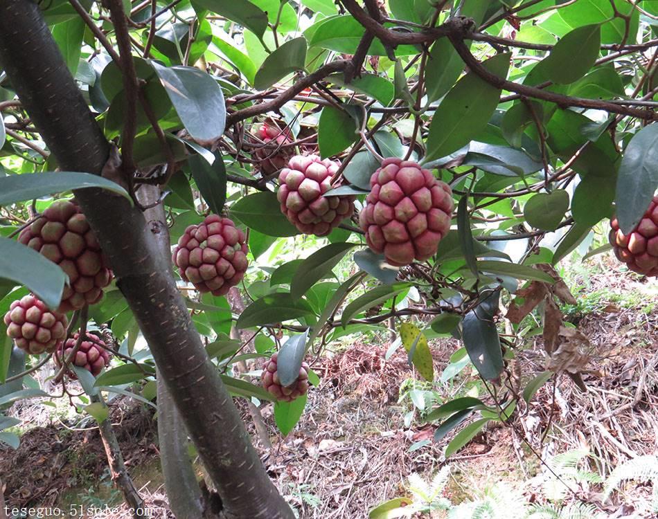 大血藤 布福娜苗 自产自销苗圃供应黑老虎