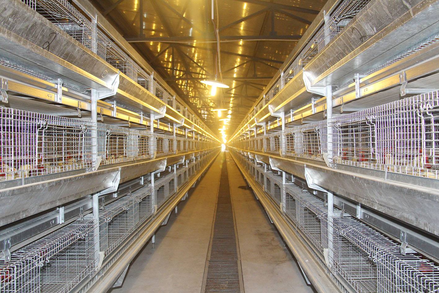 养鸡自动化设备龙门式上料机养鸭设备自动喂