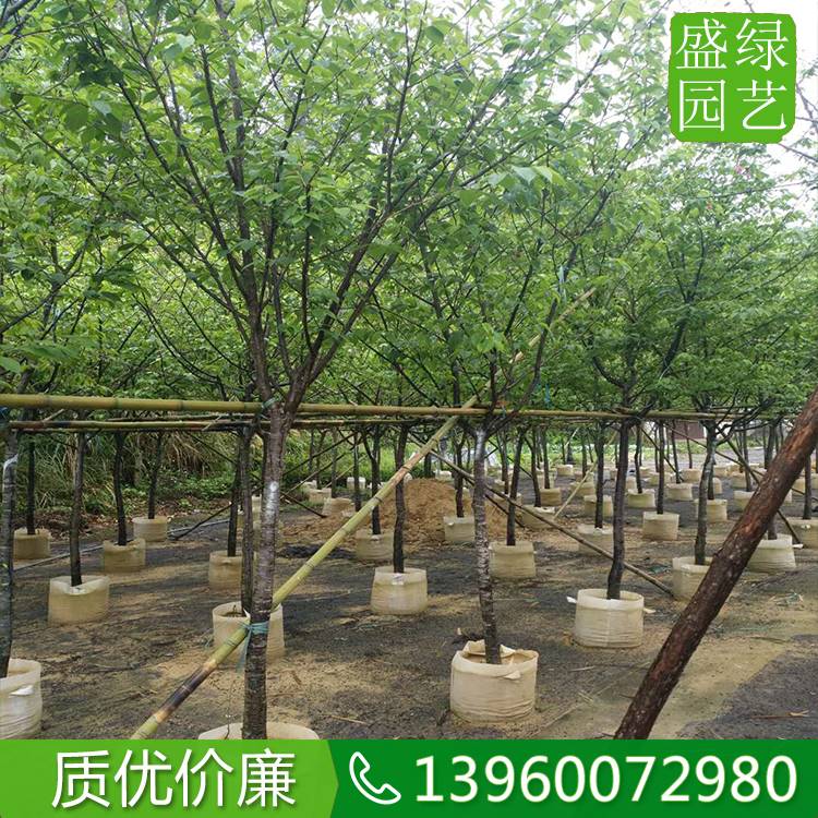 福建山樱花苗木基地位置,价格便宜的福建山樱