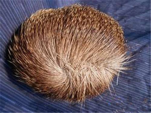 麝香价格以后好会涨吗