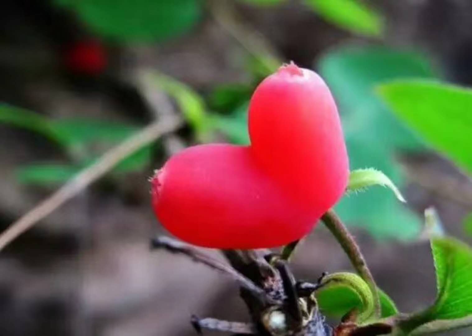 江西奇珍野果农业基地相思果树苗供应直发