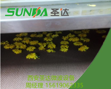 微波菊花烘干机菊花杀青菊花干燥