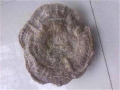 2018年灵芝化石估价