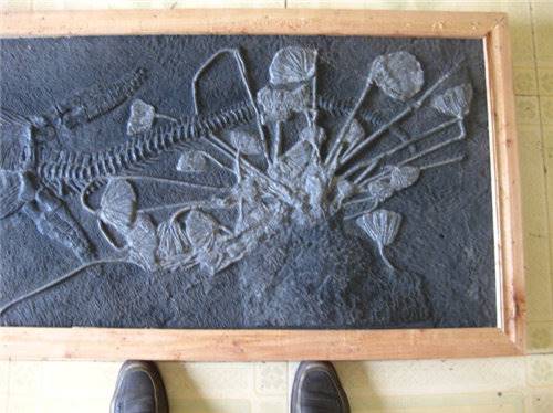 海百合化石都有哪些鉴定特征