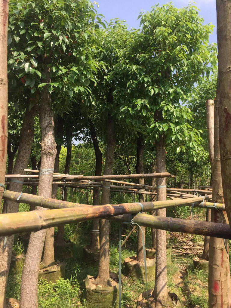 香樟的价格合理福建苗木基地直销