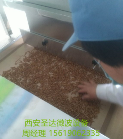 流水线黄粉虫烘干机 西安圣达微波烘干设备