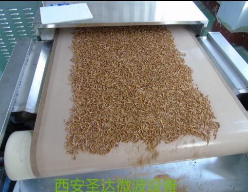 流水线黄粉虫烘干机 西安圣达微波烘干设备