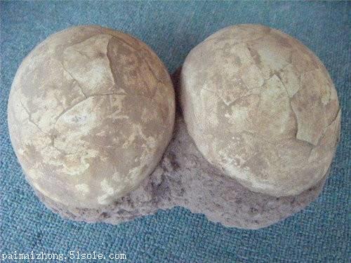 2018年11连体恐龙蛋化石价格如何