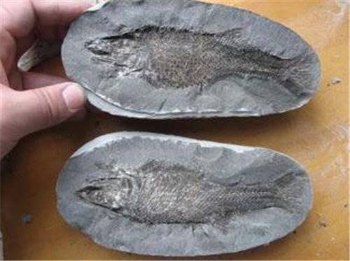 鱼化石放心交易去哪里