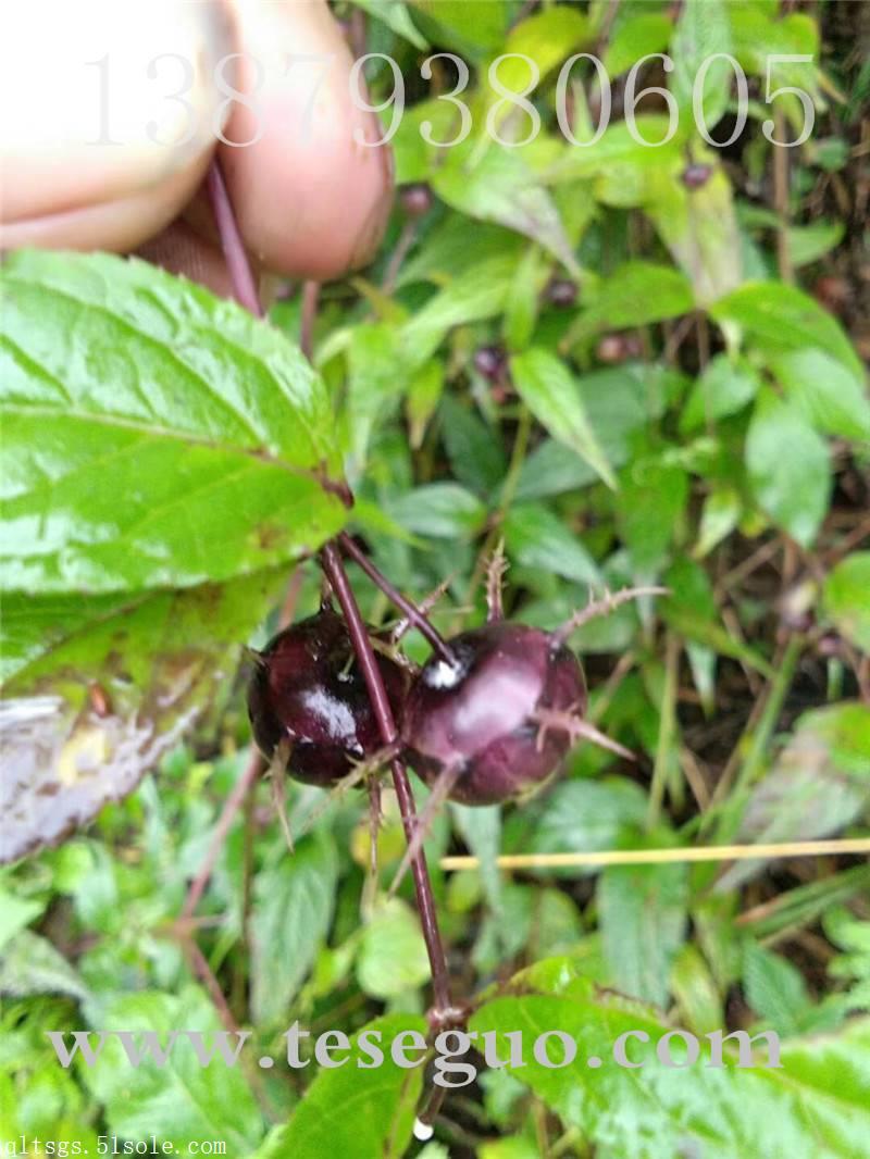 美味蜘蛛果种植山珍野果红果参