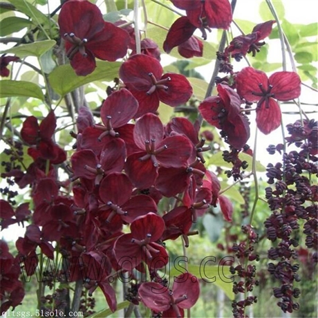 生态水果八月瓜,三叶木通果批发