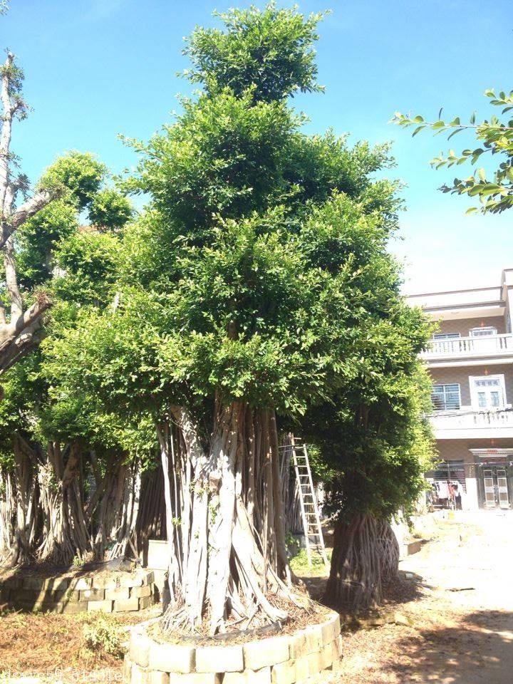 福建小叶榕桩景