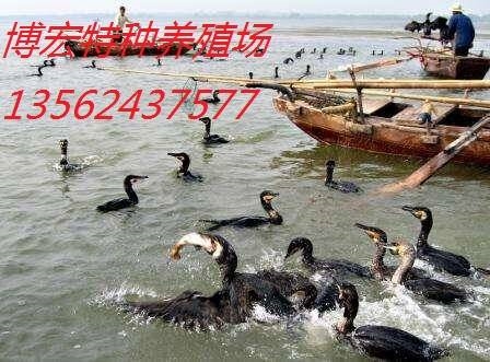 上海哪里卖鱼鹰鸬鹚多少钱一只