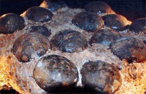 国内的四连体恐龙蛋化石交易市场在哪里