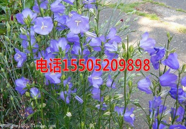 药材种植加盟是真的吗