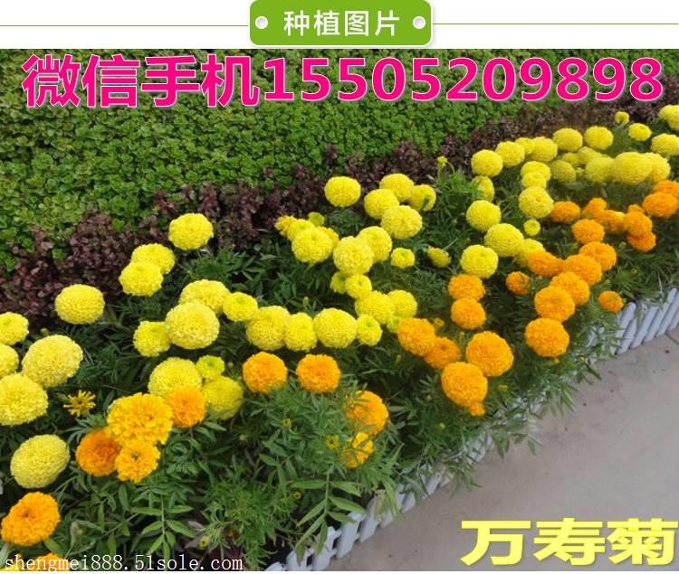 月季小苗一个月不长僵苗