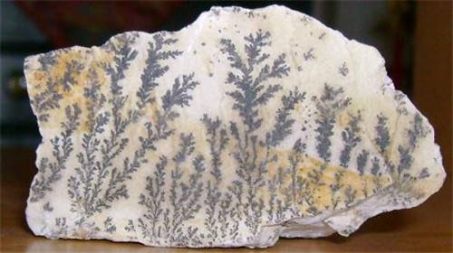 化石该怎么去鉴定