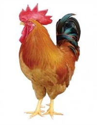 明水红公鸡苗\/大庆诚成孵化场sell\/黑龙江红公鸡