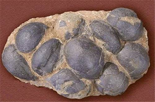 2018年谁知道八连体恐龙蛋化石价格