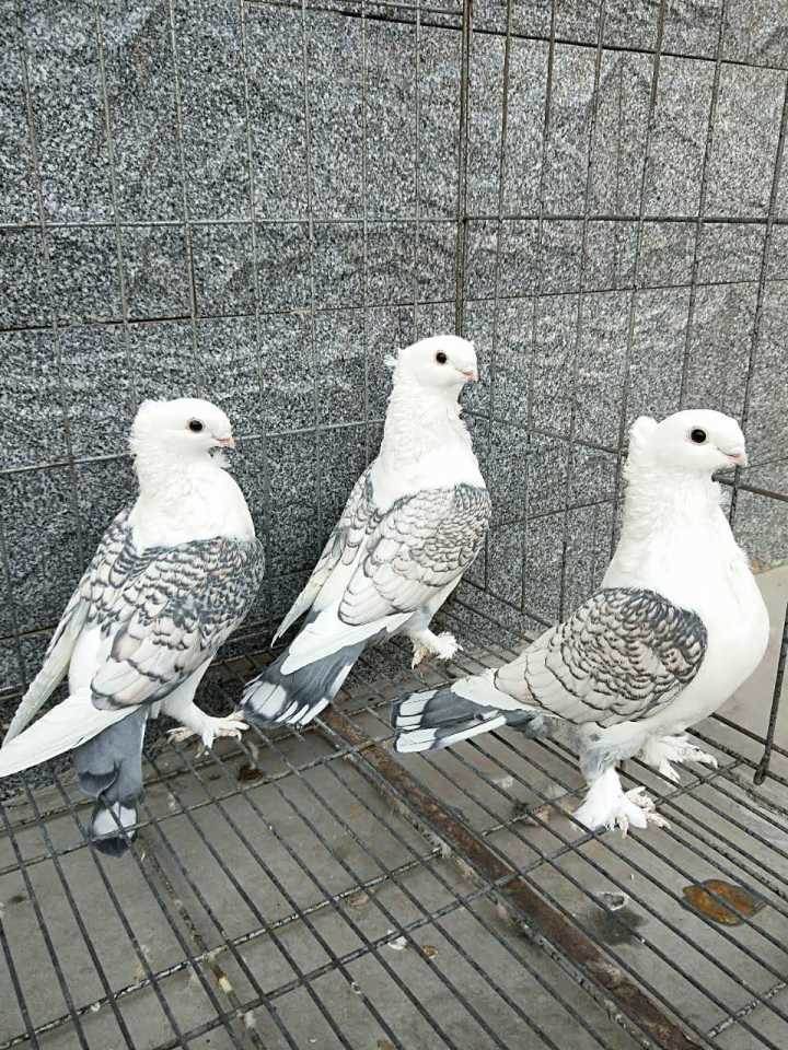 河南肉鸽养殖供应种鸽 观赏鸽 元宝鸽优良品种