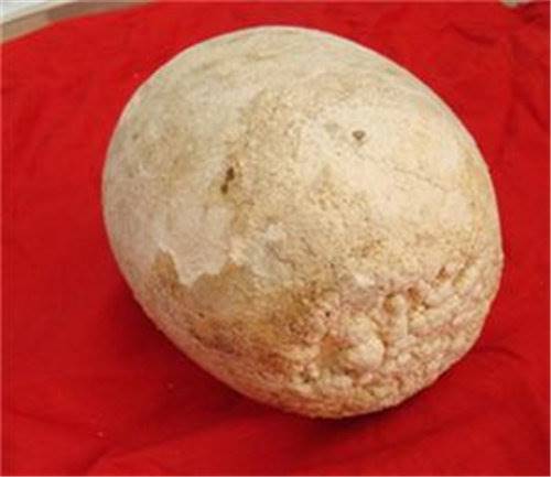 猪宝拍卖价格有多高