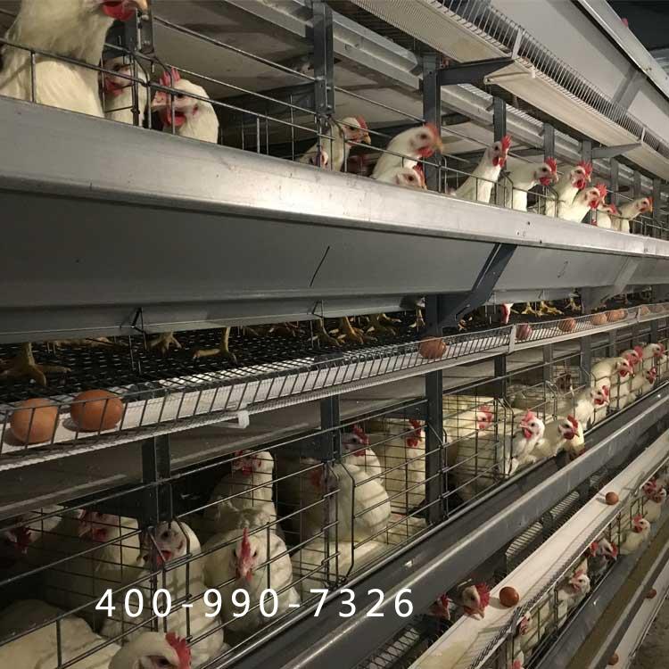 蛋鸡笼子多少钱一组_质量好选山东大佳