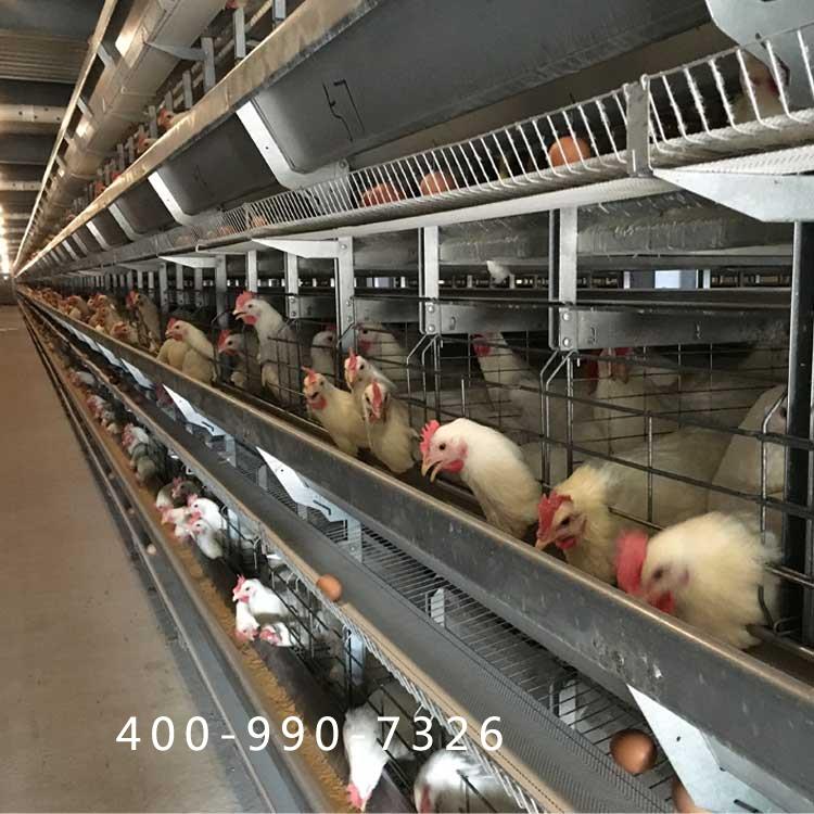 蛋鸡笼子多少钱一组_质量好选山东大佳