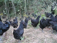 五黑绿壳蛋鸡能长多大(绿壳蛋鸡和乌鸡的区别)