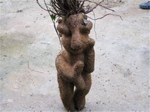 人形千年人参鉴定主要看哪几点