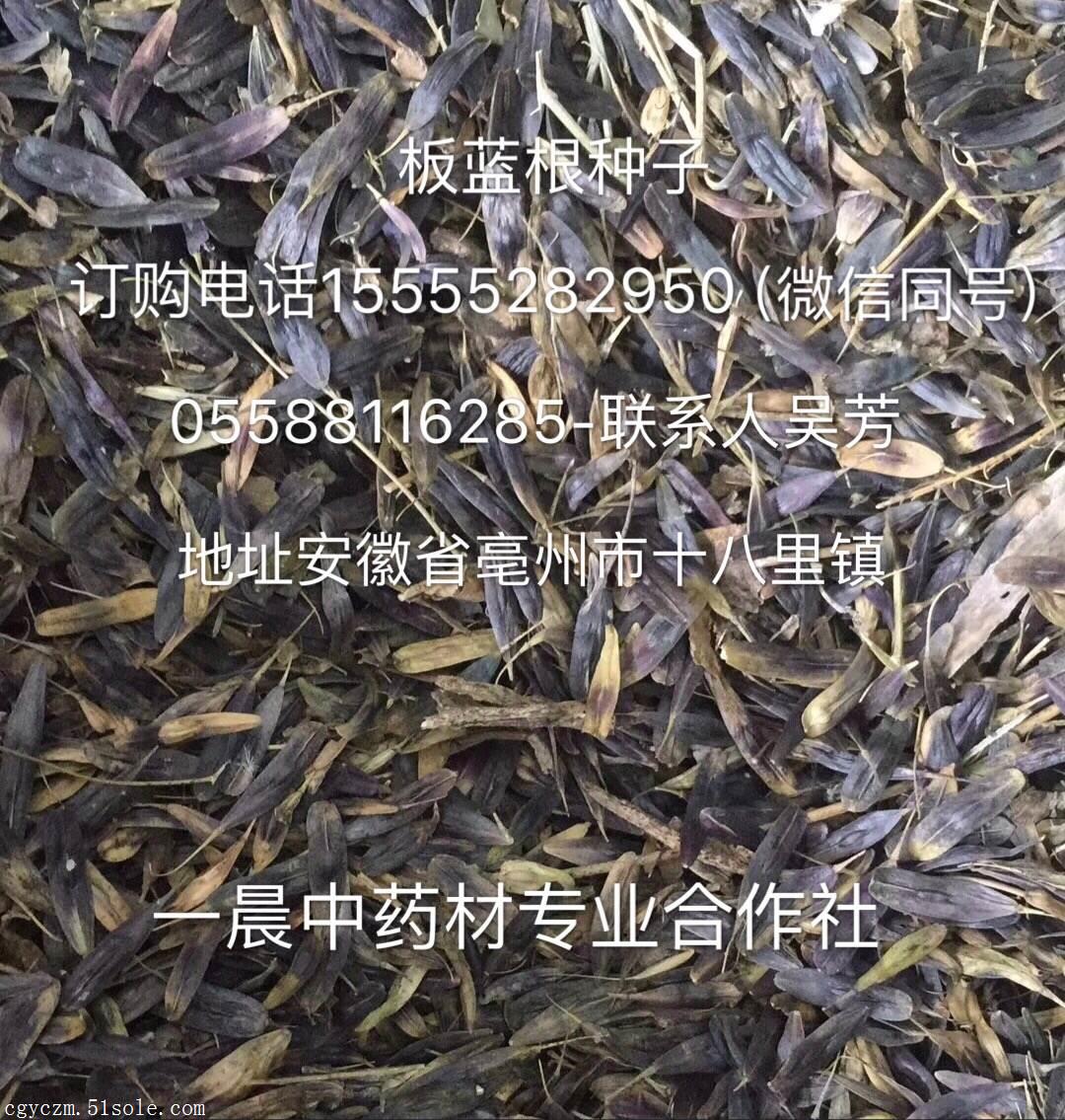 板蓝根种子图片