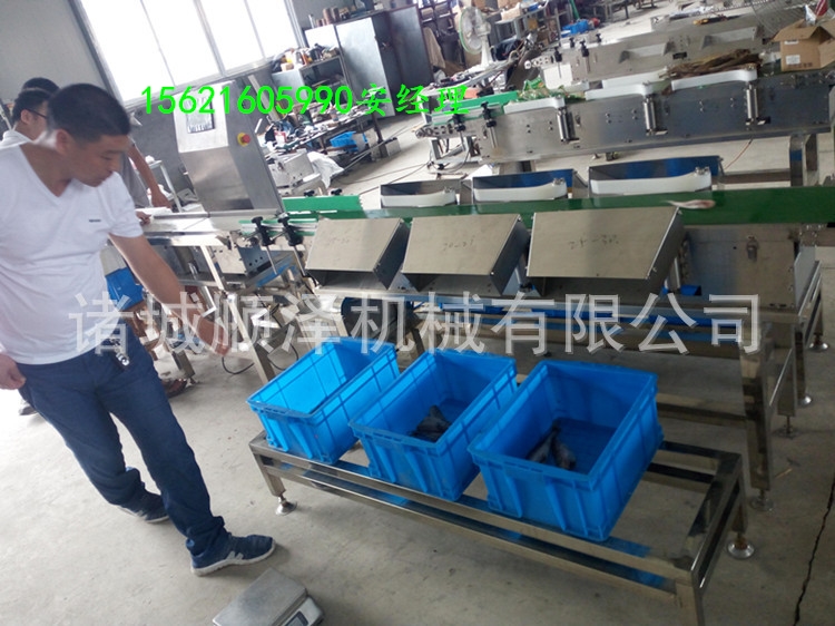 厂家热销螃蟹重量分选机 大虾分级机
