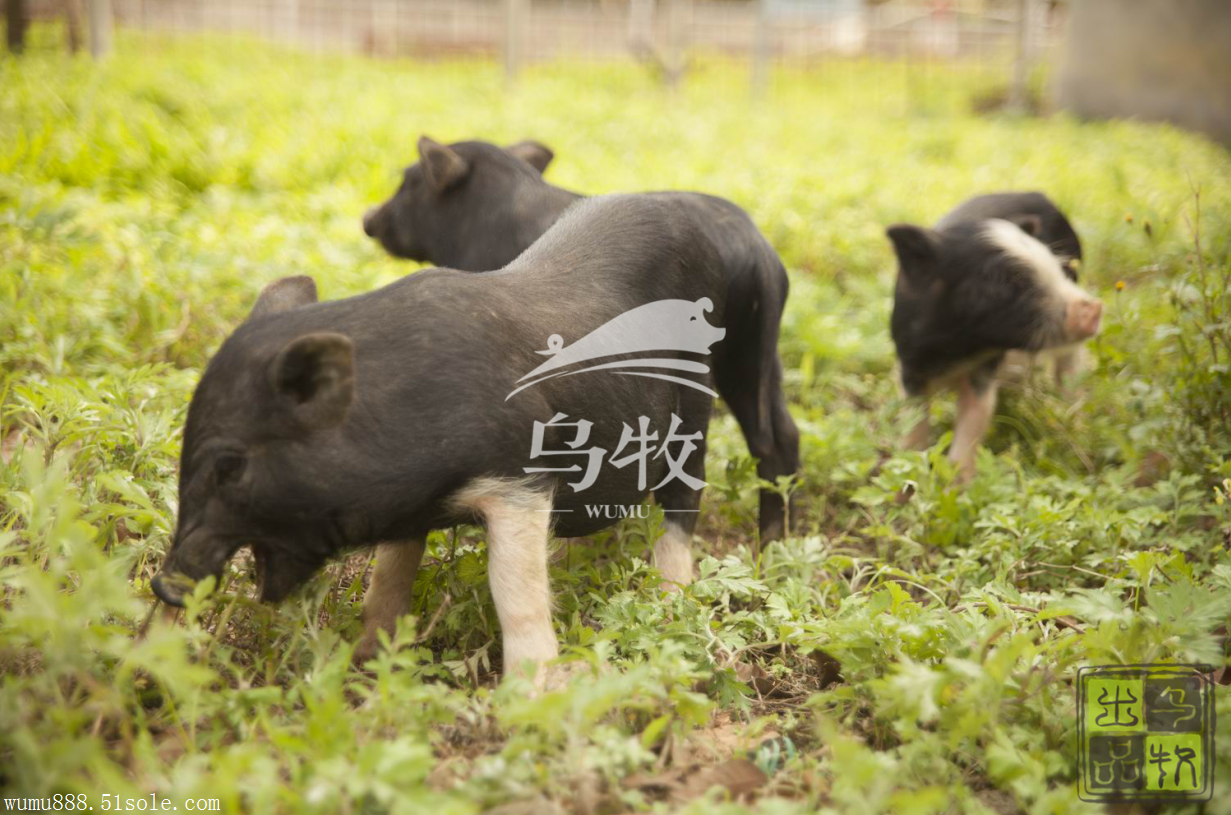 光明大观园首届文化风筝节 看乌牧有机山猪跳水大赛