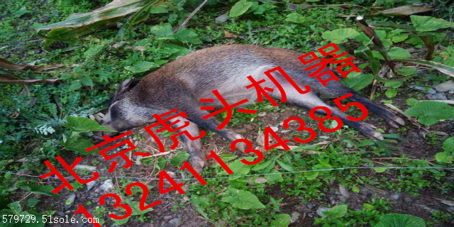 四川拉线捕野猪机多少钱野猪工具效果