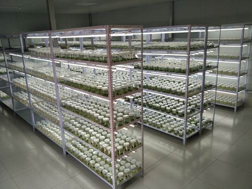 北京鸿商祺植物组织培养架 光照组培架培养架厂家批发