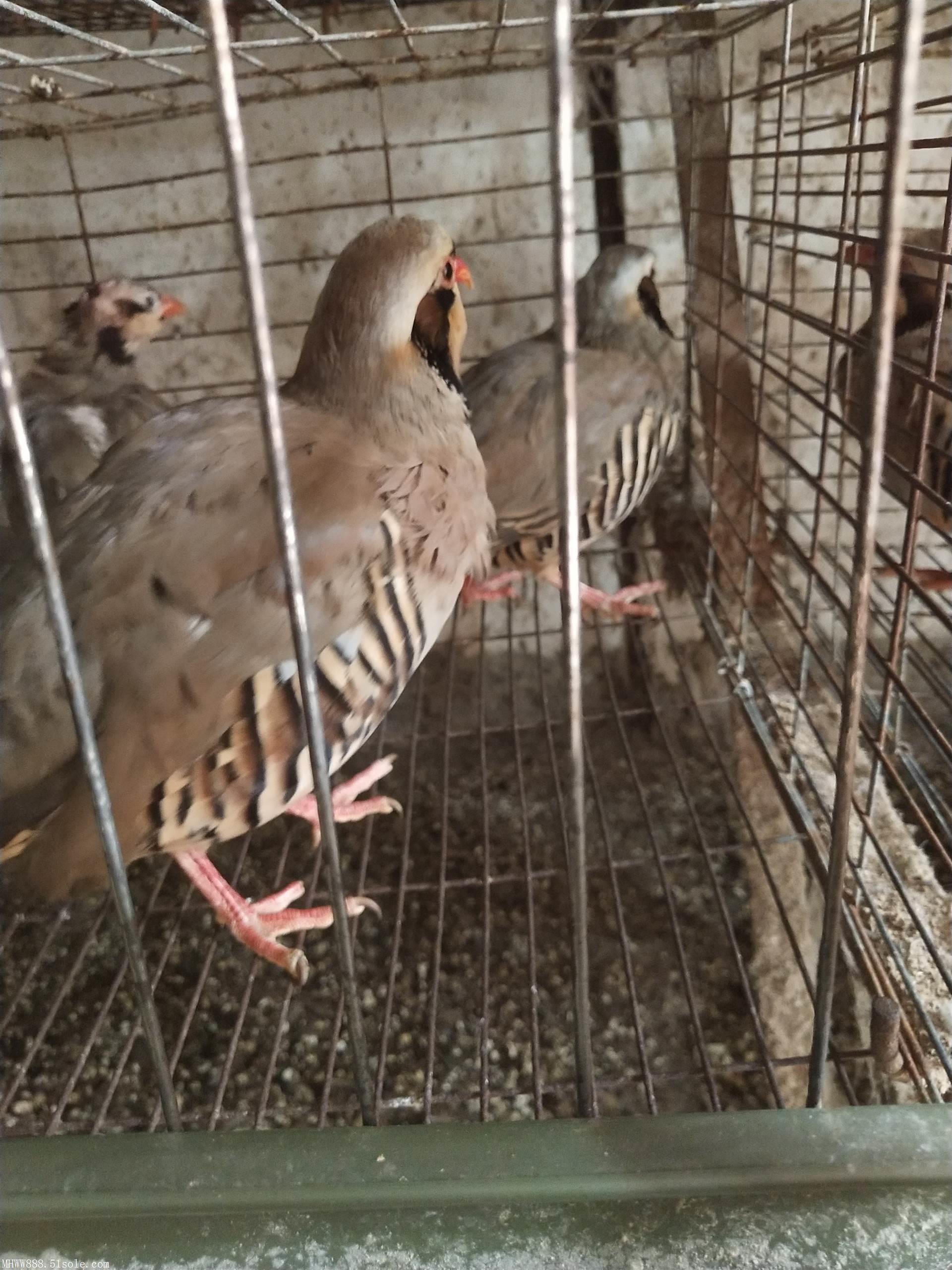 首页 鹧鸪养殖场 新闻资讯 鹧鸪多少钱一只  民间把鹧鸪作为健脾消