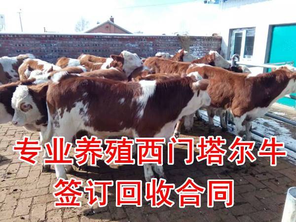 东北地区的养十头牛与打工那个好