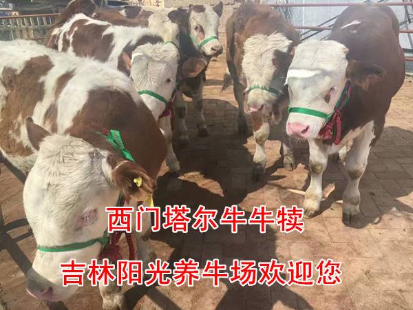 吉林省农村小规模养牛20头