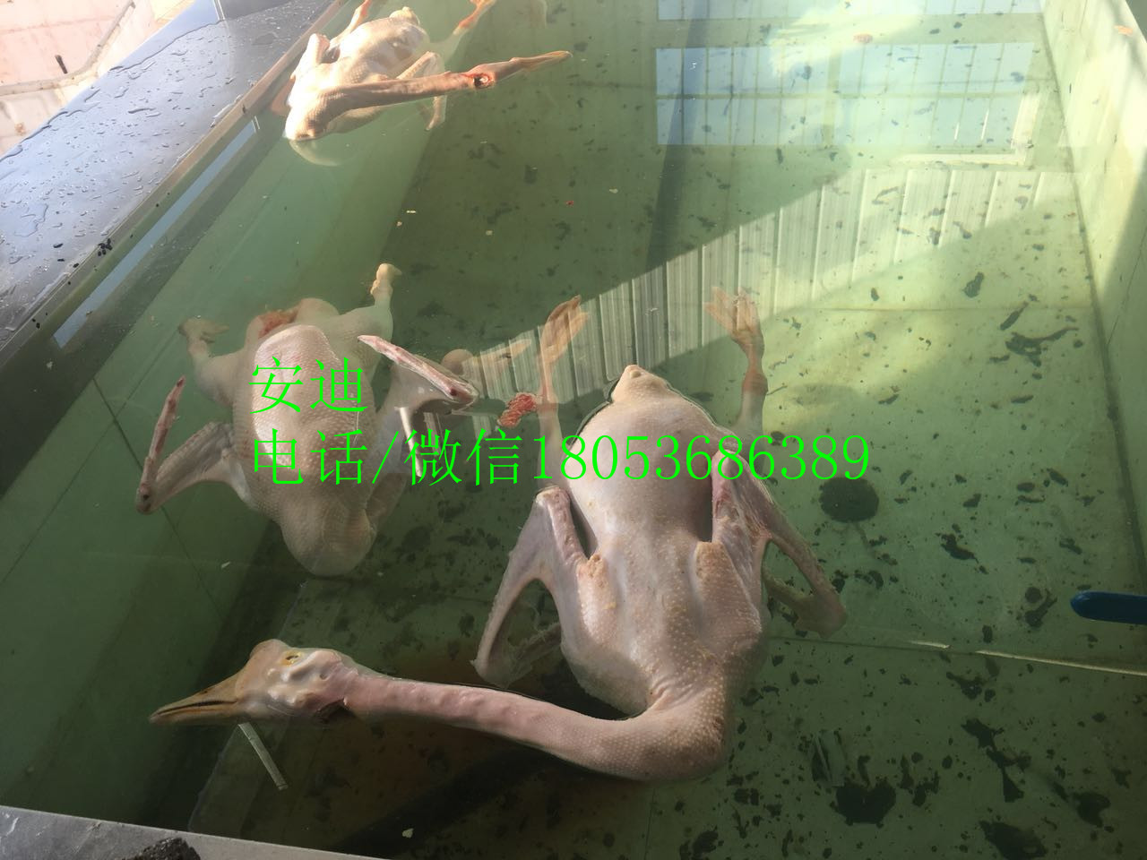 家禽流水线设备烫脱一体机