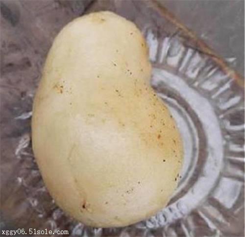 2018年鸭宝高价收购