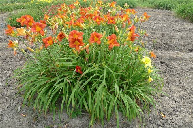 地被宿根草花 紫叶酢浆草 红花酢浆草葱兰麦冬,德国鸢尾鼠尾草