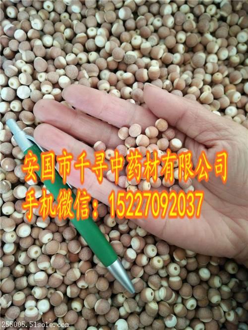 曼陀罗子价格优惠我想买