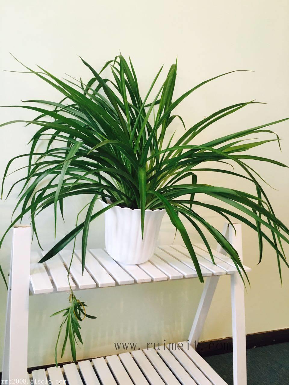 【吊兰租摆,绿植租摆】价格,厂家,室内观叶植物-搜了