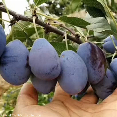西梅苗想种植果树苗哪种市场前景好西梅李树苗