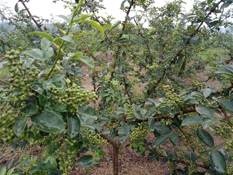 西充青花椒苗批发,西充青花椒苗产量,西充花椒苗基地