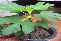 三元一棵紫苏蕾斯无花果树苗