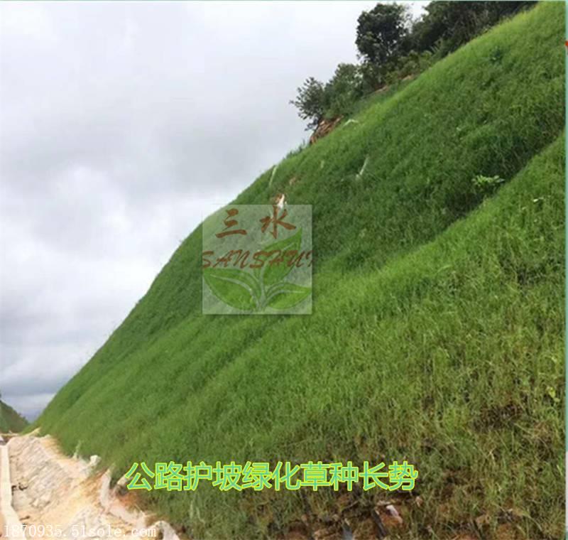 渝北供应国道边坡绿化草种黑麦草