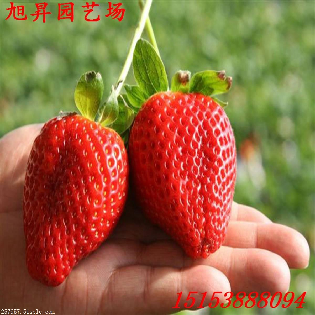 脱毒黔莓草莓苗品种介绍