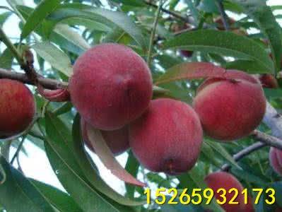 桃树实生苗价格