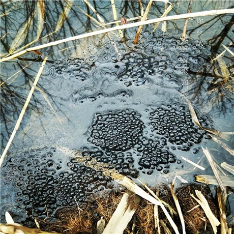 长白山林蛙养殖技术环境分析